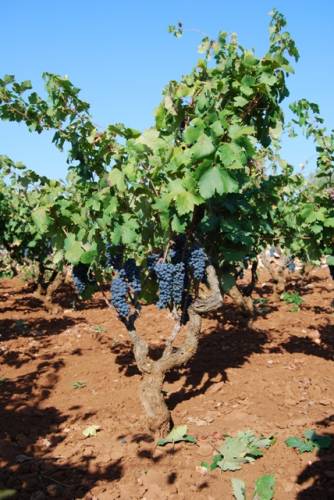The olive grove rows 3