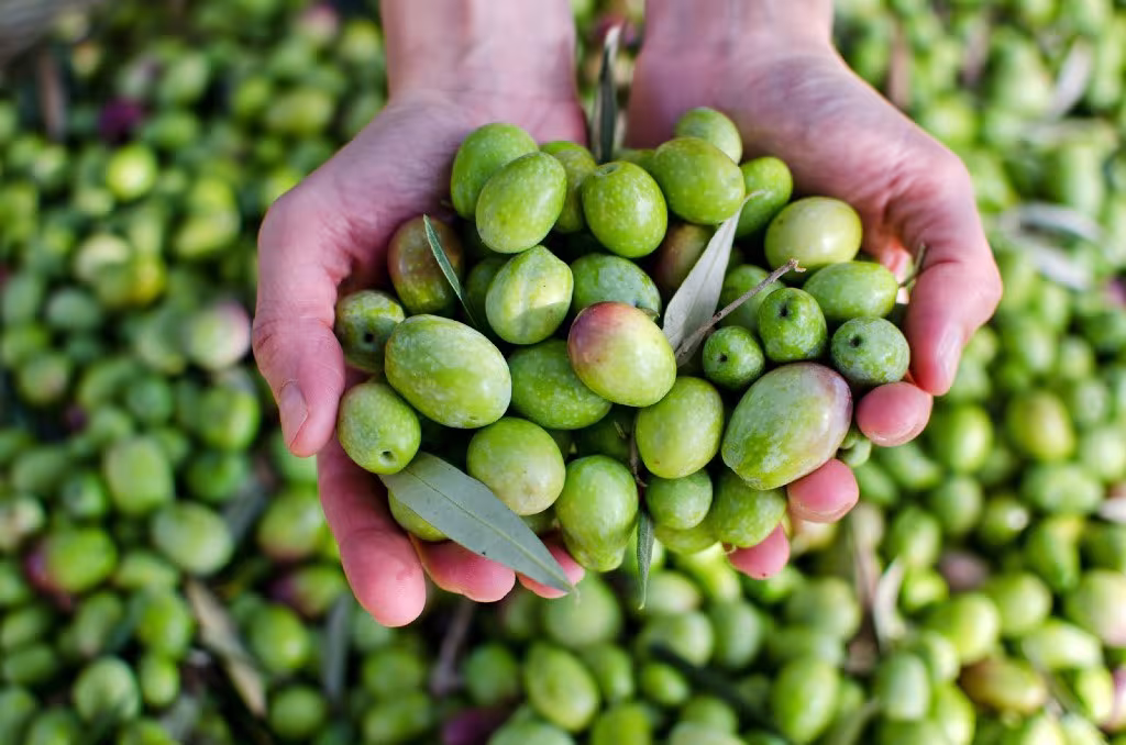 The olive grove 3
