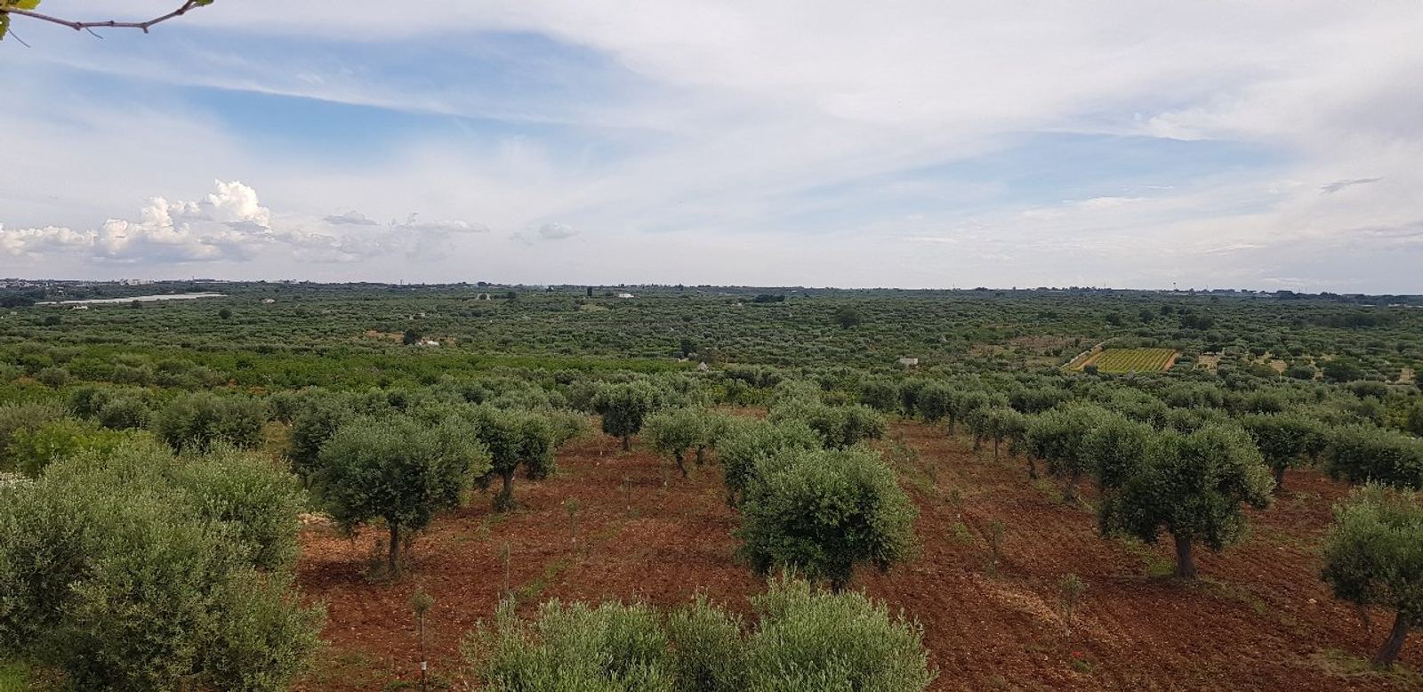 The olive grove